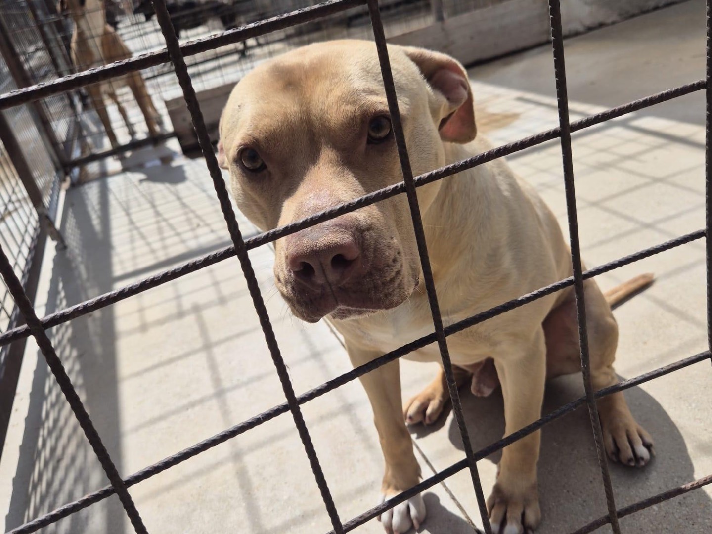 Vuoi adottare un cane a Teramo?