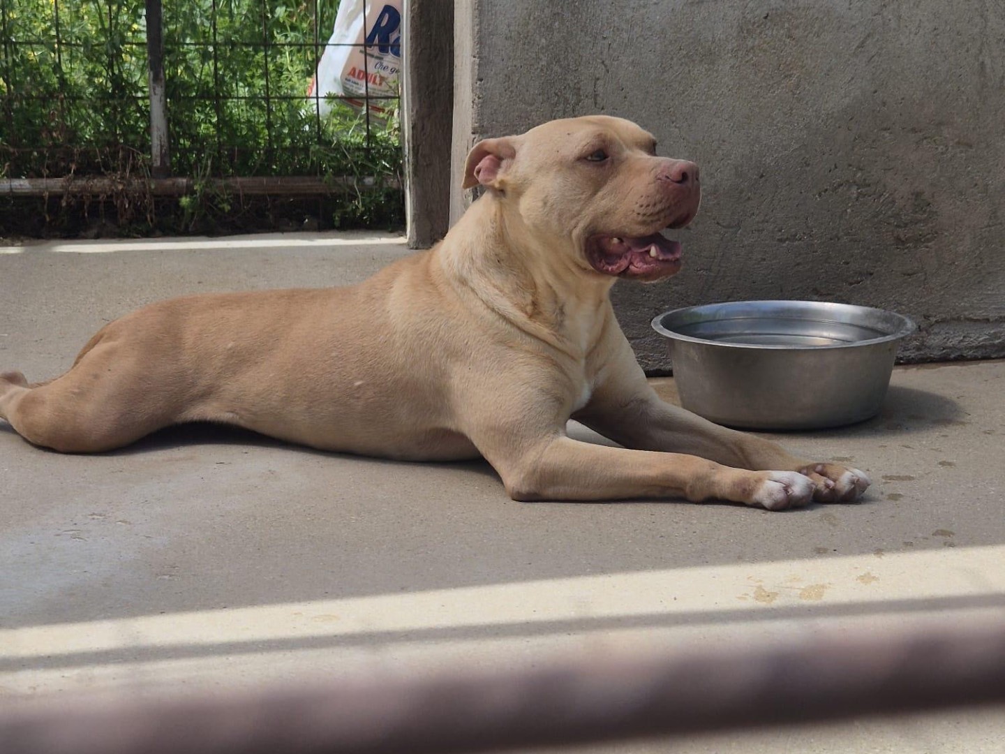 Adotta il cane Hulk  a Teramo