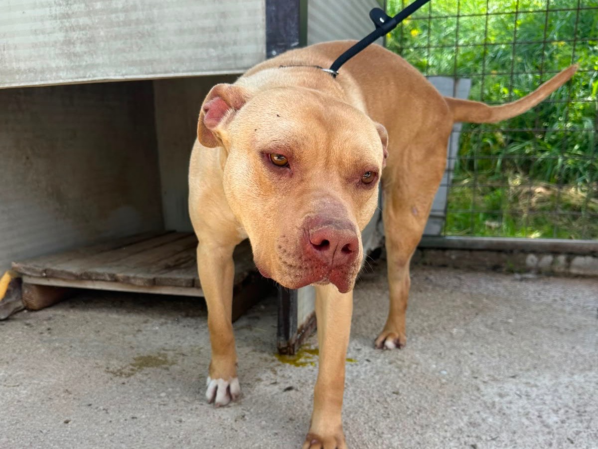 Adotta un cane, maschio, 2 anni e 11 mesi, Teramo