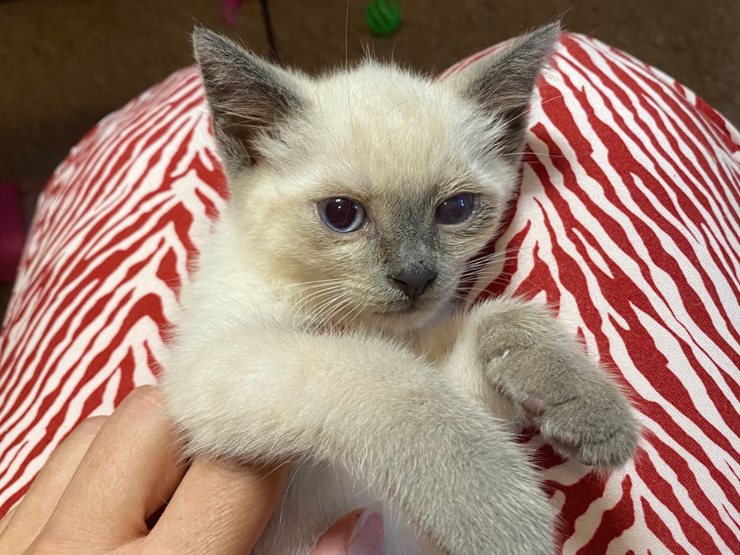 Adozione gatto, maschio, Siamese Razza sconosciuta, 1 mese, taglia non valida, Trento