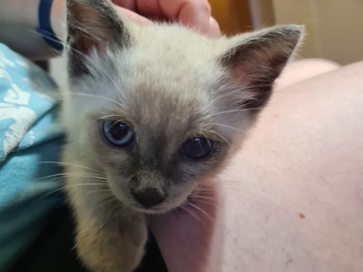Adotta un gatto, maschio, 1 mese, Trento