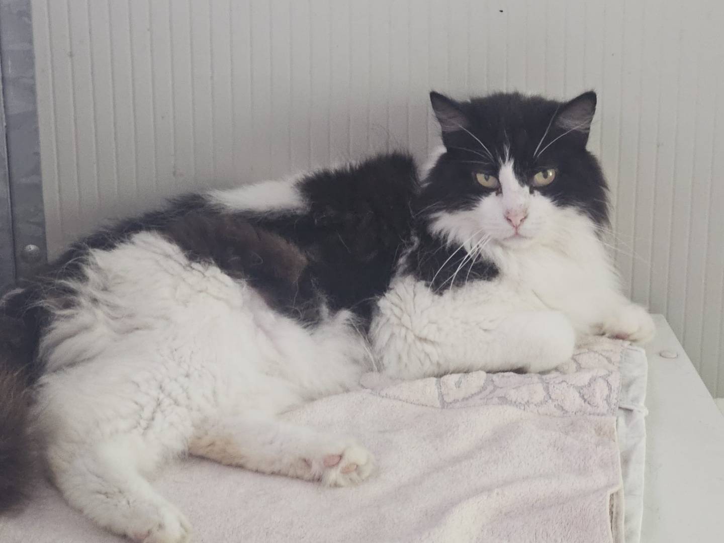 Adozione gatto, maschio, Razza sconosciuta Razza sconosciuta, 4 anni, taglia non valida, Terni
