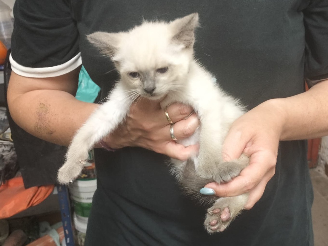 Adotta un gatto, taglia non valida, maschio, Trento