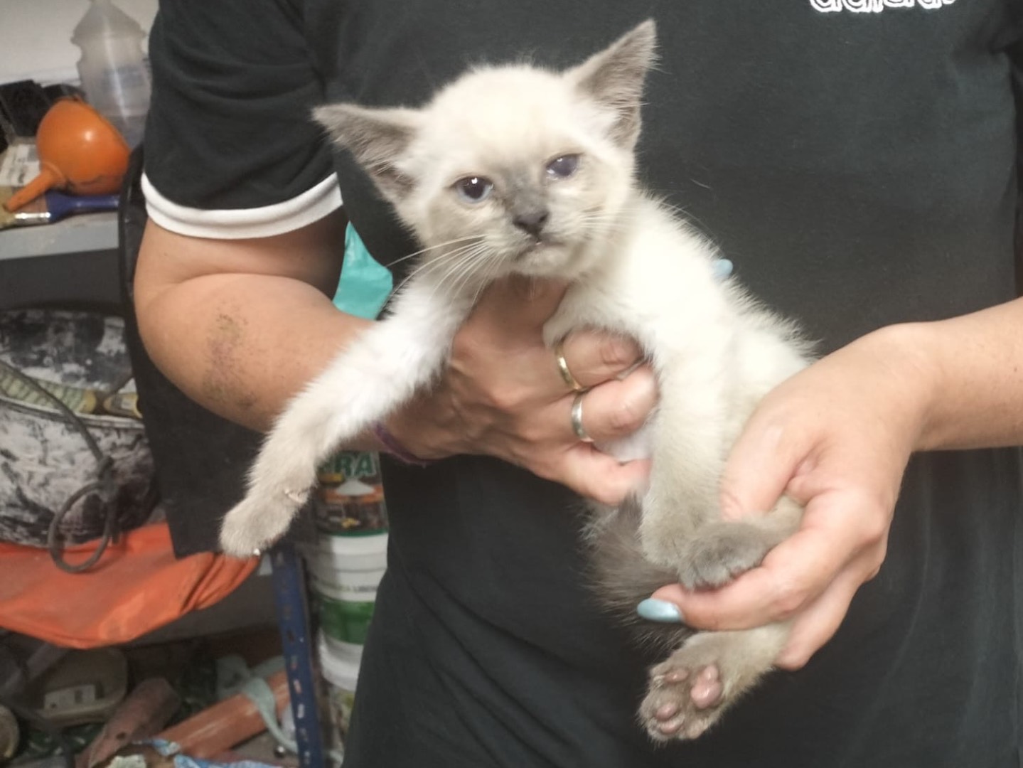 Vuoi adottare un gatto a Trento?