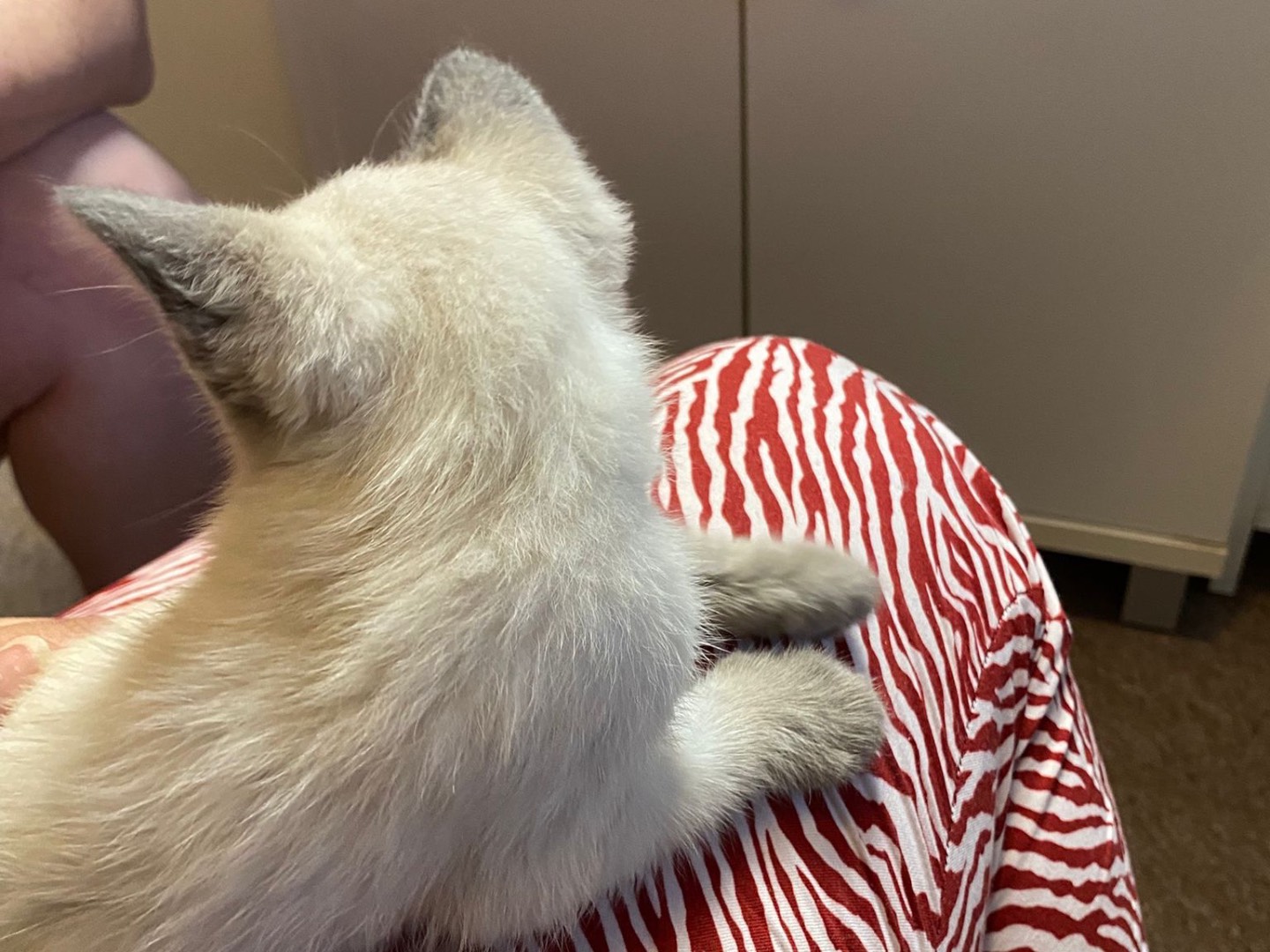 Adotta il gatto Pedro a Trento