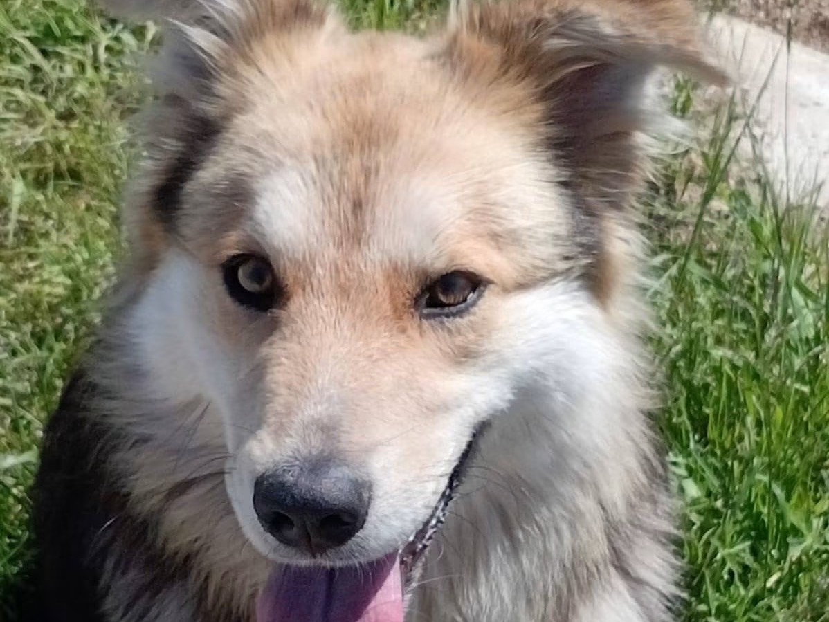 Adotta un cane, femmina, 1 anno, Pescara