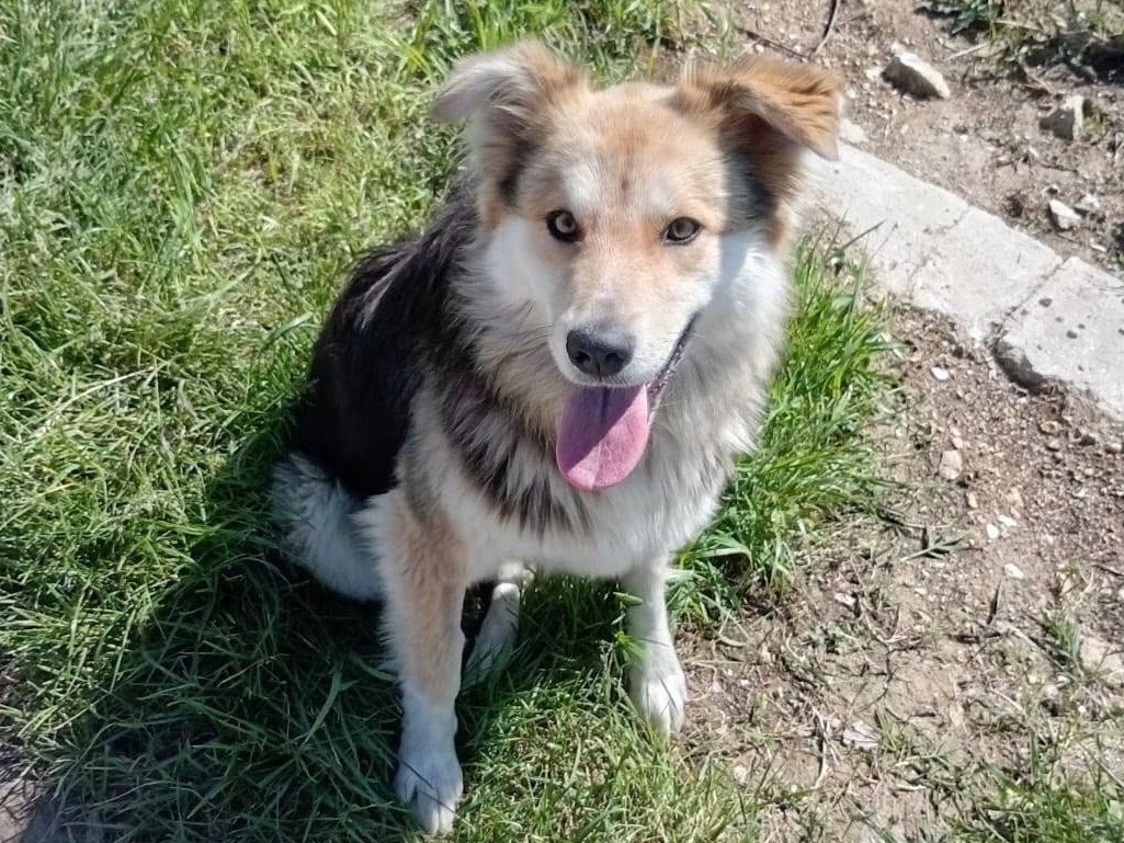 Adotta un cane, taglia media, femmina, Pescara