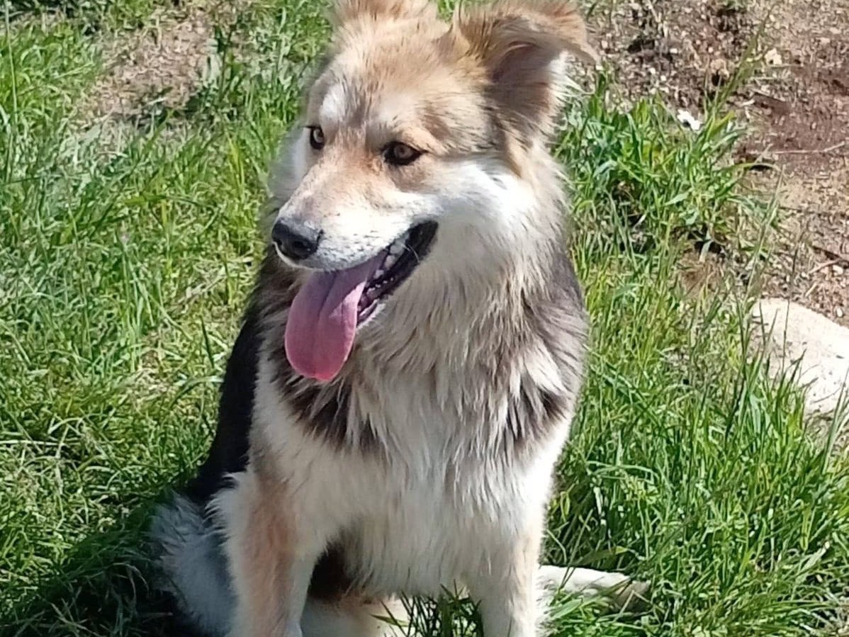 Adozione cane, femmina, Razza sconosciuta Razza sconosciuta, 1 anno, taglia media, Pescara
