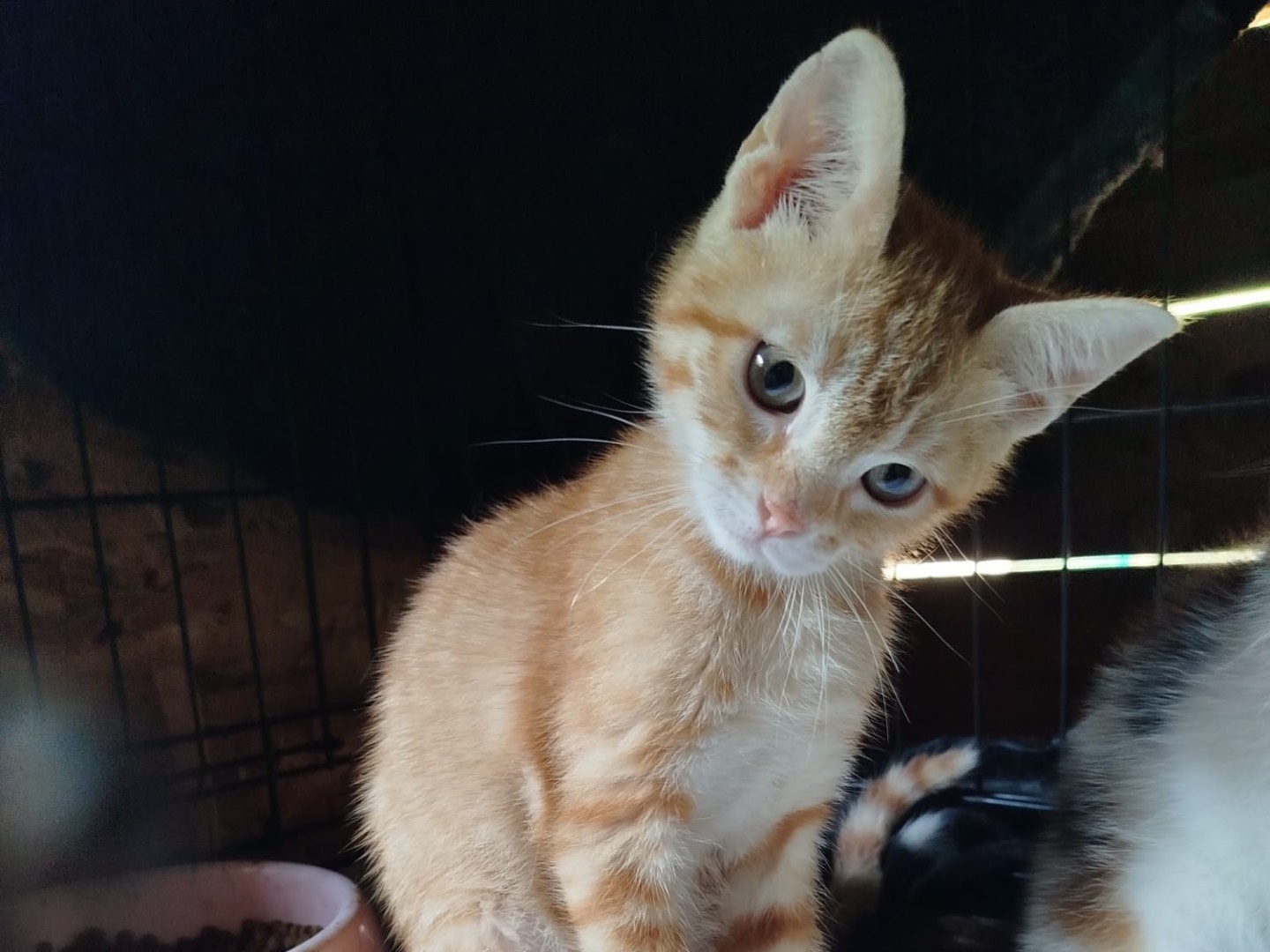 Adotta un gatto, femmina, 2 mesi, Bolzano