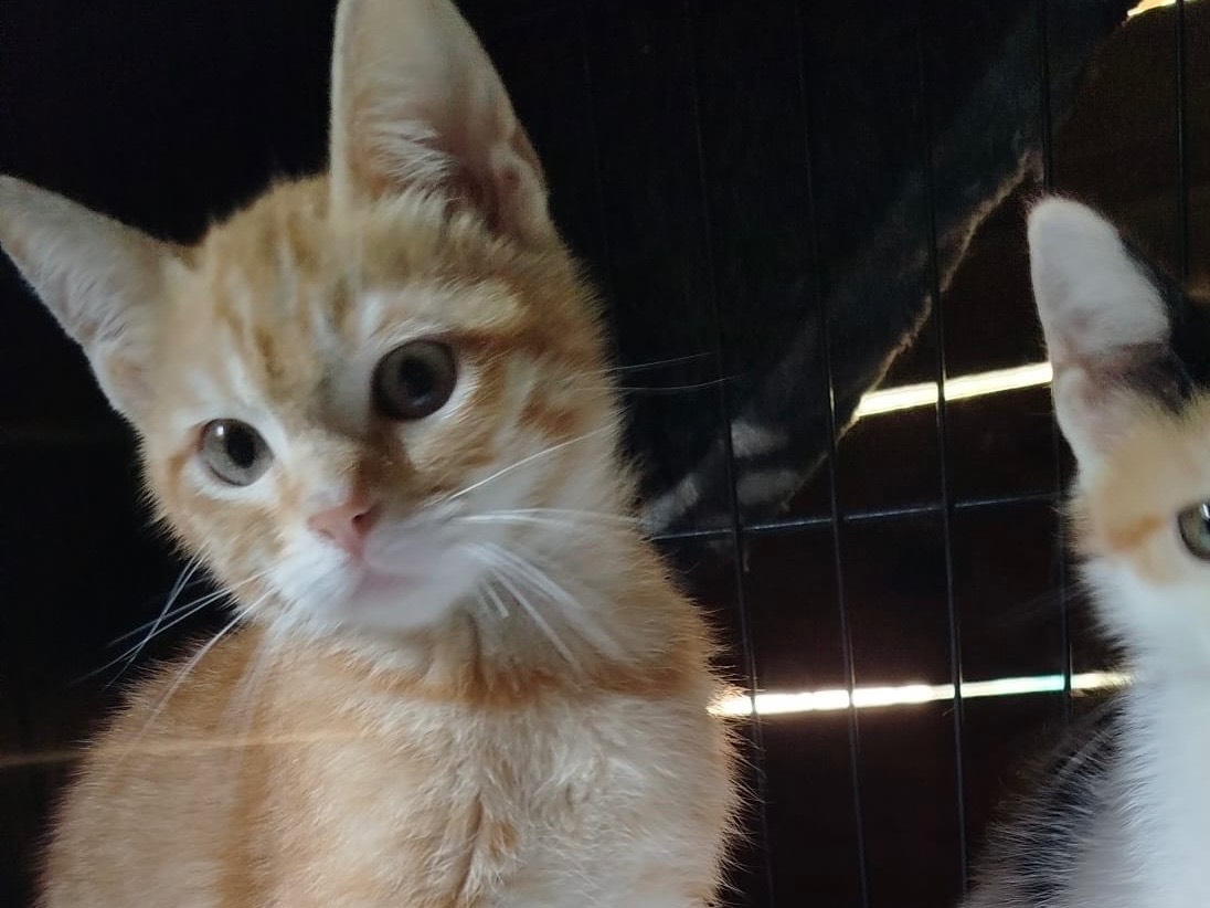 Adotta un gatto, taglia non valida, femmina, Bolzano