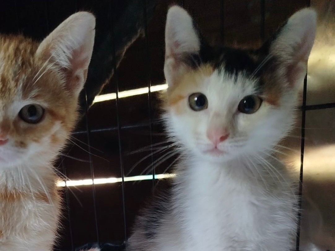 Adozione gatto, femmina, Razza sconosciuta Razza sconosciuta, 2 mesi, taglia non valida, Venezia