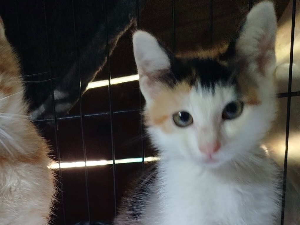 Adotta un gatto, femmina, 2 mesi, Venezia
