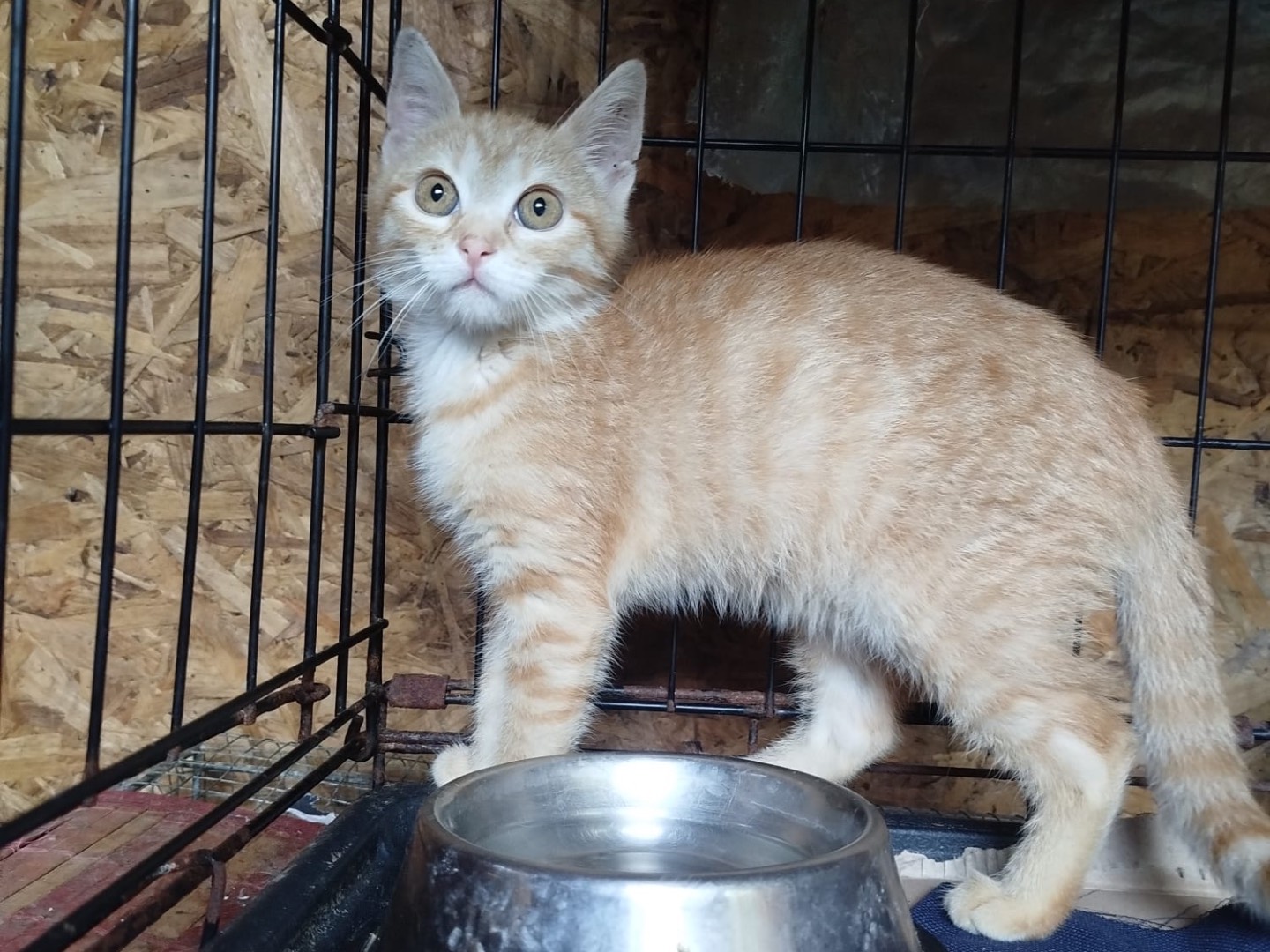 Adotta un gatto, femmina, 2 mesi, Brescia
