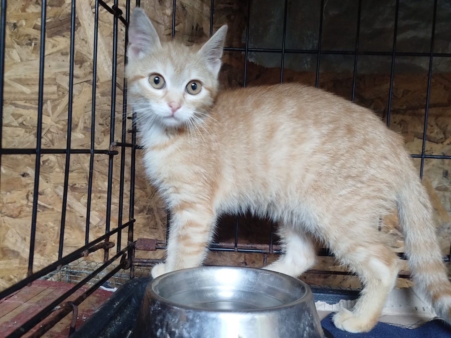 Adozione gatto, femmina, Razza sconosciuta Razza sconosciuta, 2 mesi, taglia non valida, Brescia