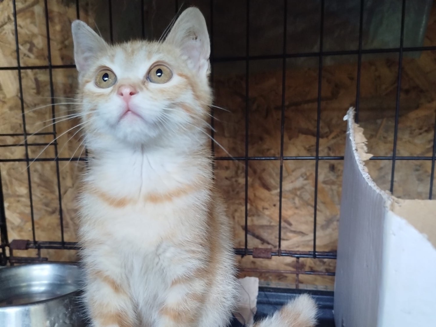 Adotta un gatto, taglia non valida, femmina, Brescia