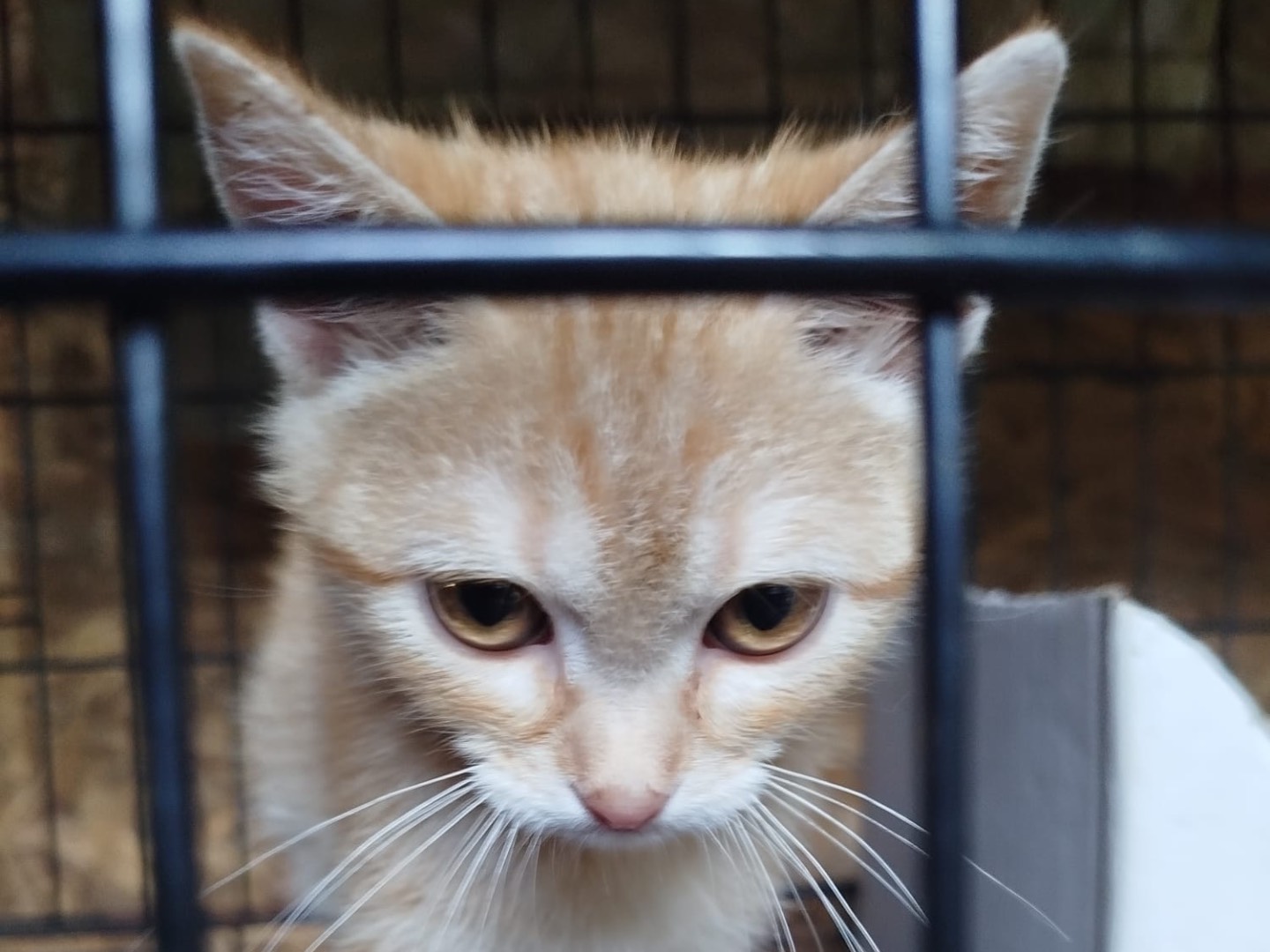 Vuoi adottare un gatto a Brescia?
