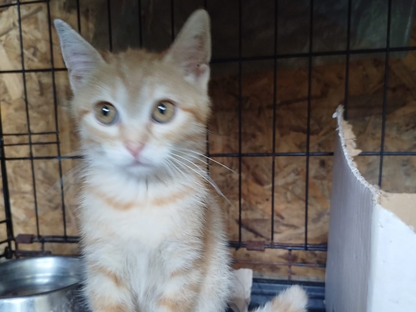 Adotta il gatto Saretta a Brescia