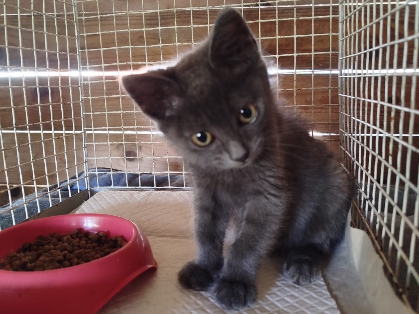 Adozione gatto, maschio, Razza sconosciuta Razza sconosciuta, 2 mesi, taglia non valida, Rovigo