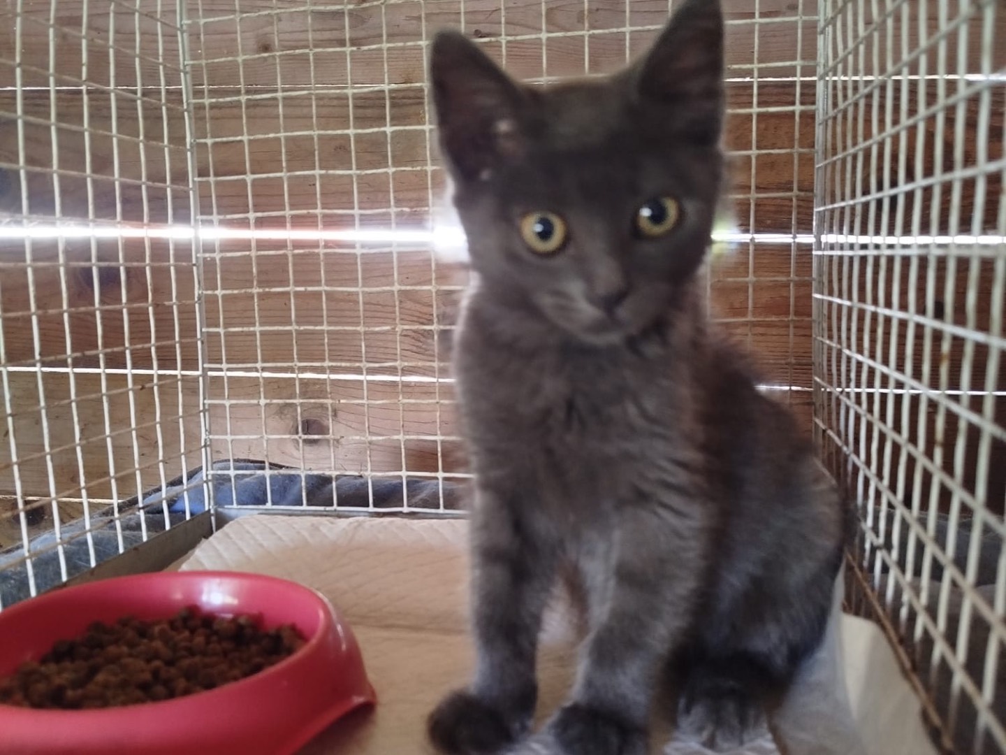 Adotta un gatto, maschio, 2 mesi, Rovigo