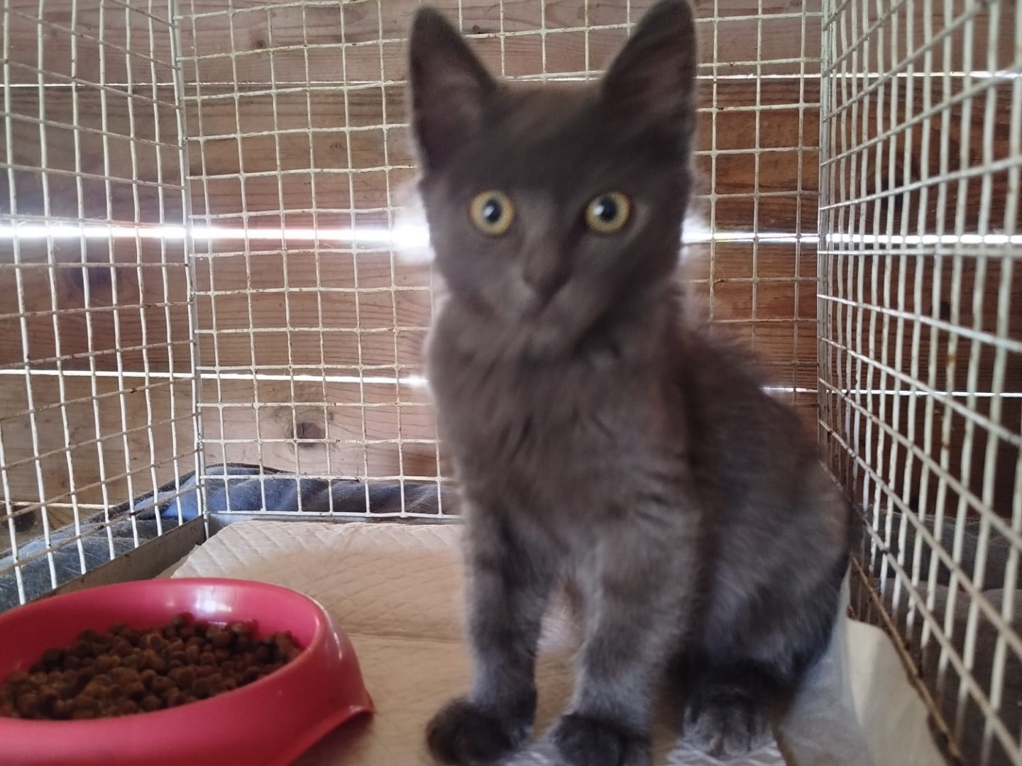 Adotta un gatto, taglia non valida, maschio, Rovigo