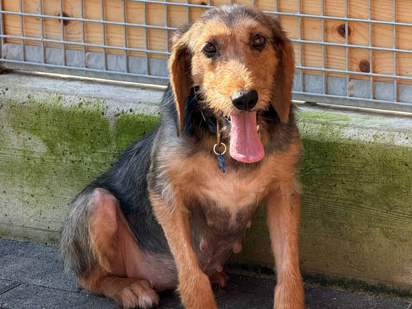 Adozione cane, femmina, Segugio Razza sconosciuta, 5 anni e 1 mese, taglia media contenuta, Milano