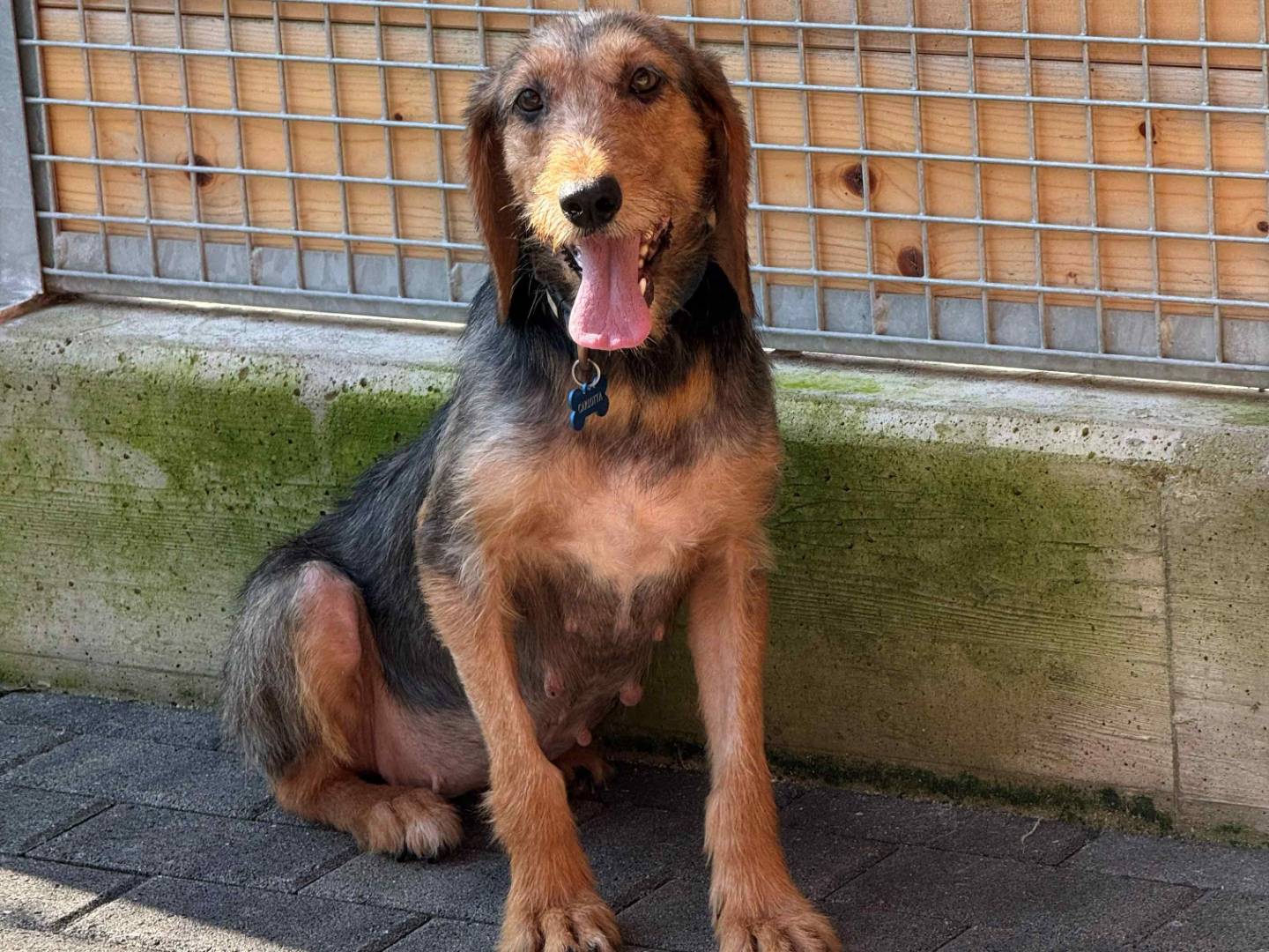 Adotta un cane, femmina, 5 anni e 1 mese, Milano