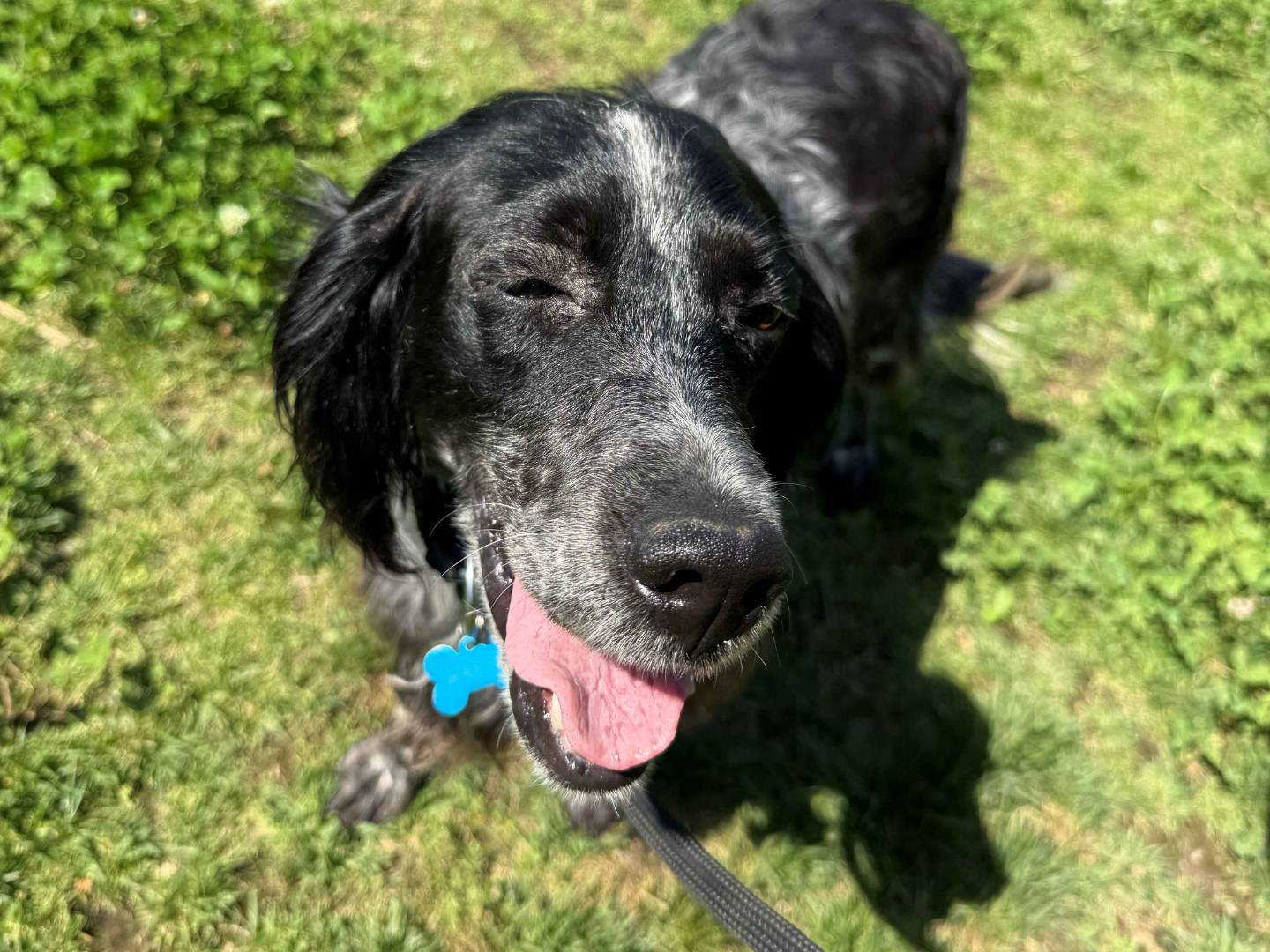 Adozione cane, femmina, Setter Inglese Razza sconosciuta, 4 anni e 4 mesi, taglia media, Milano