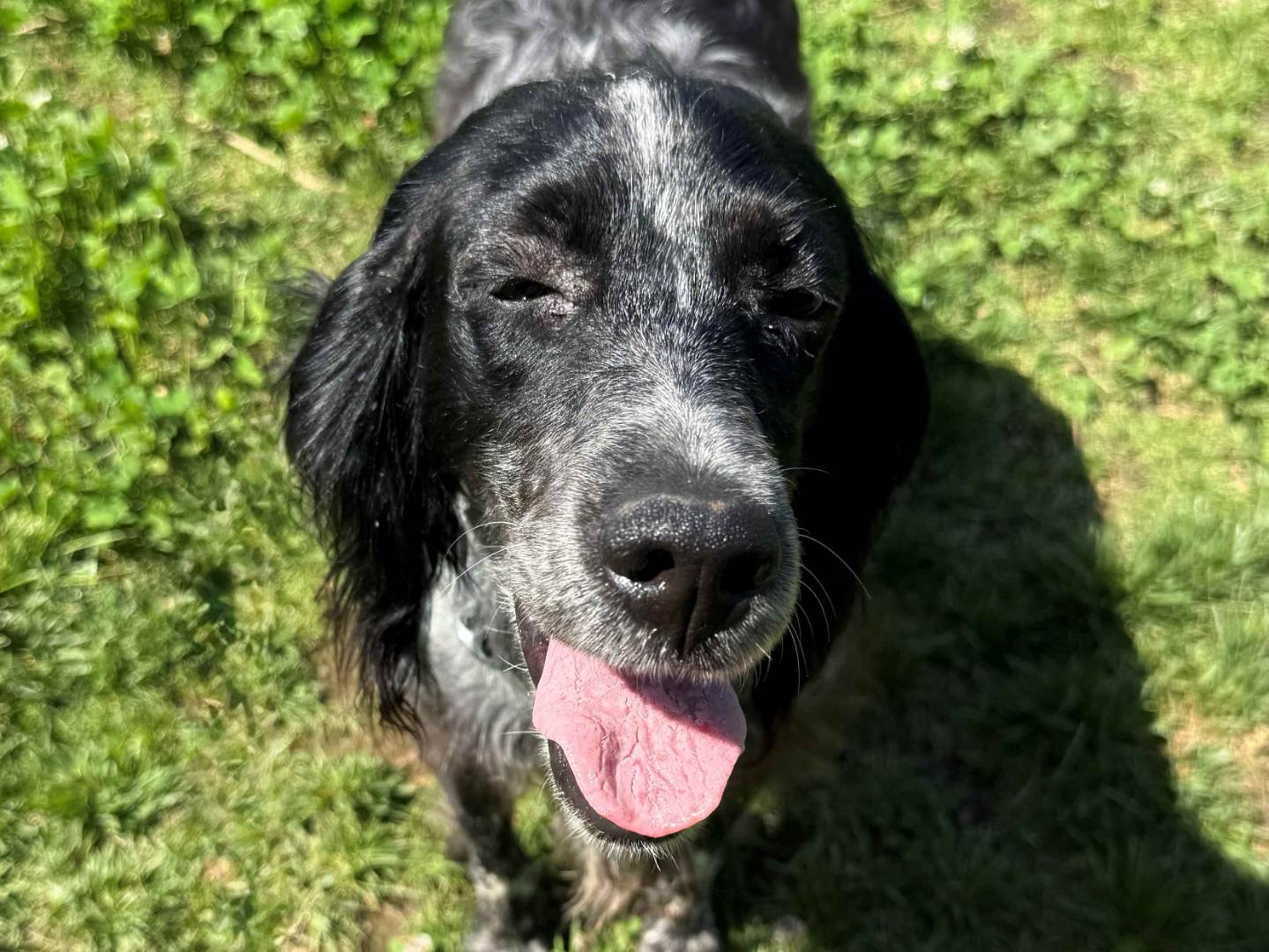 Adotta un cane, femmina, 4 anni e 4 mesi, Milano