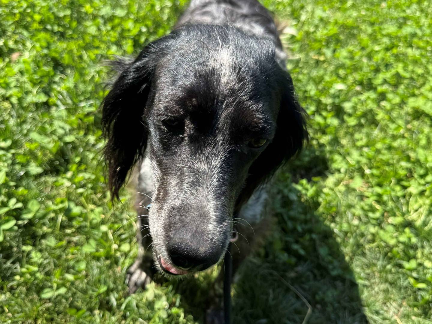 Adotta un cane, taglia media, femmina, Milano
