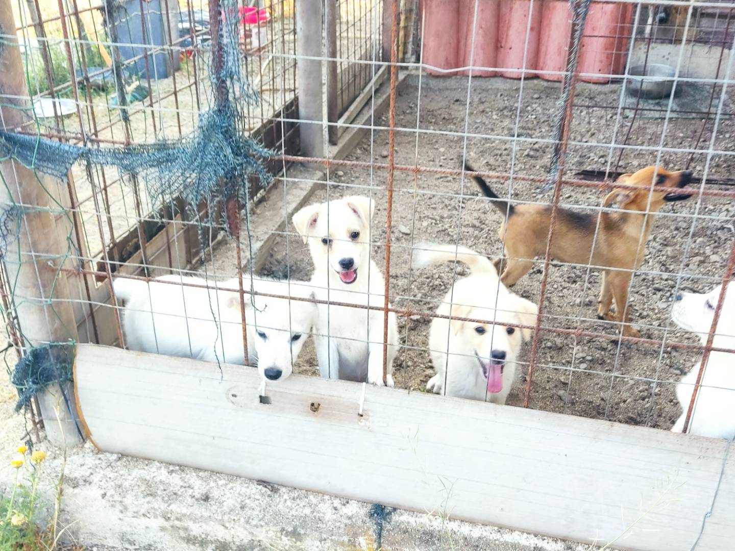 Foto 2 dell'animale