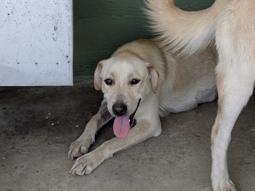 Adozione cane, femmina, Labrador Retriever Razza sconosciuta, 1 anno e 4 mesi, taglia media, Napoli