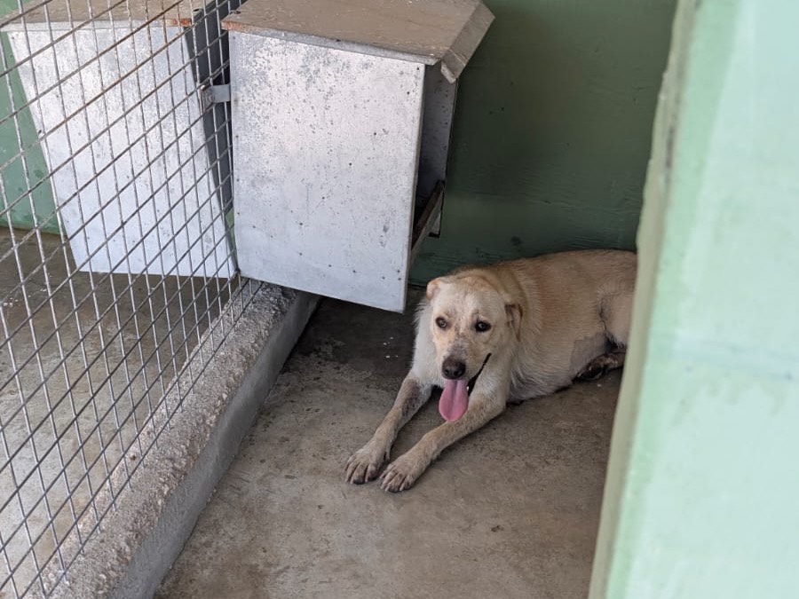 Adotta un cane, femmina, 1 anno e 4 mesi, Napoli