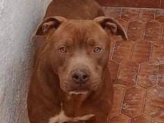 Adozione cane, maschio, Amstaff Razza sconosciuta, 2 anni e 1 mese, taglia media, Novara