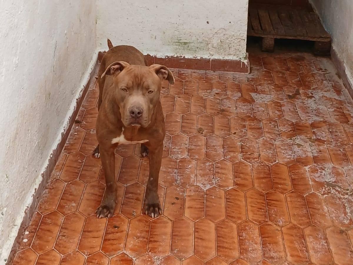 Adotta un cane, maschio, 2 anni e 1 mese, Novara