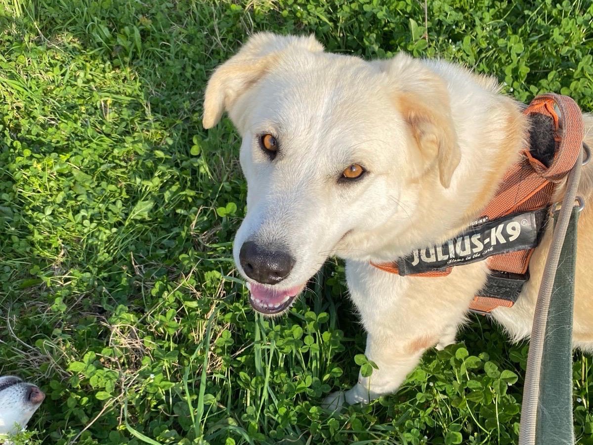 Adozione cane, femmina, Razza sconosciuta Razza sconosciuta, 3 anni e 9 mesi, taglia grande, Napoli