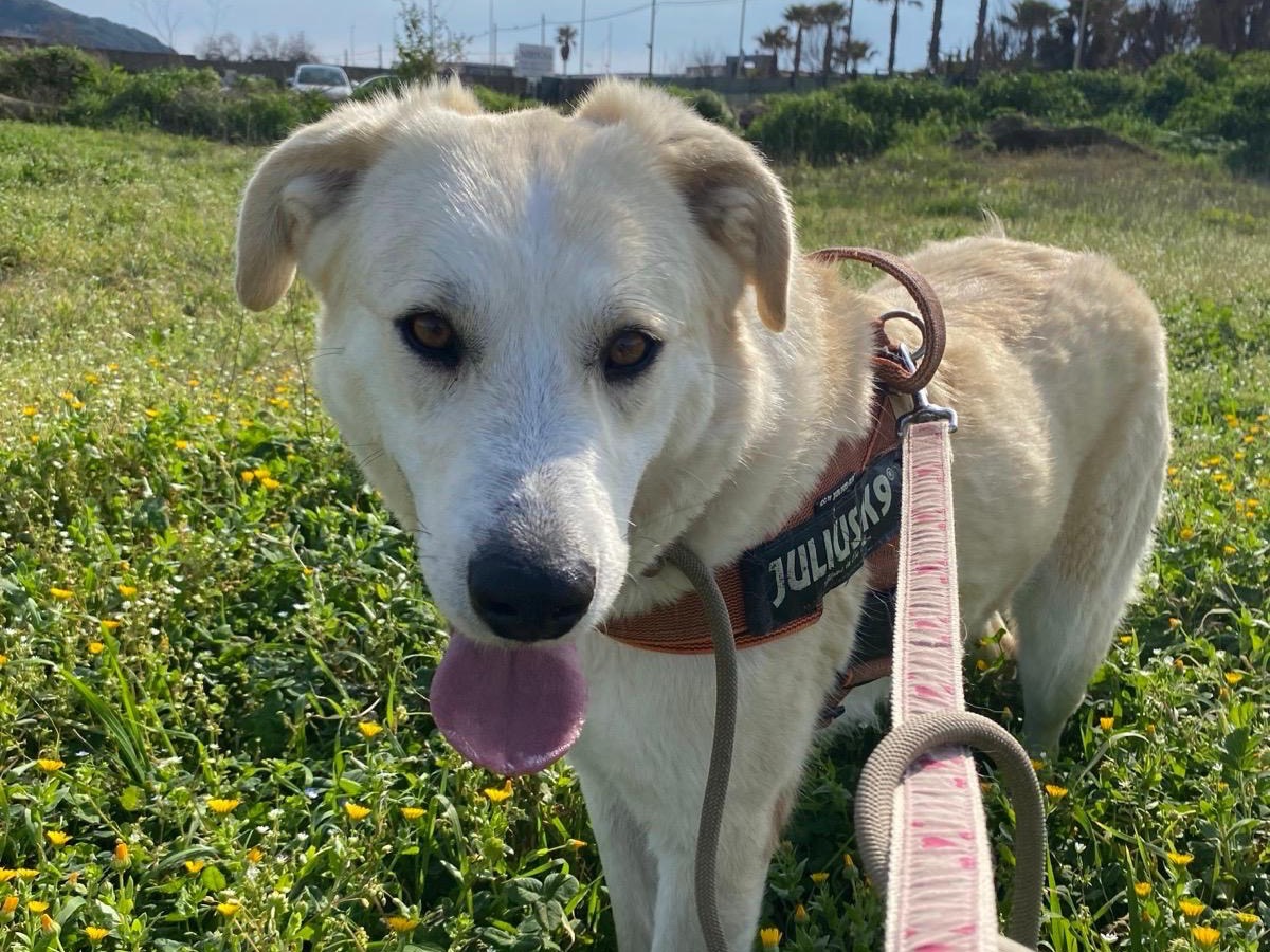 Adotta un cane, femmina, 3 anni e 9 mesi, Napoli