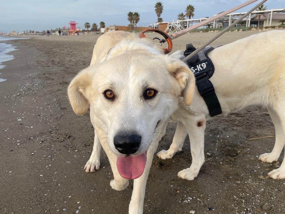 Adotta un cane, taglia grande, femmina, Napoli