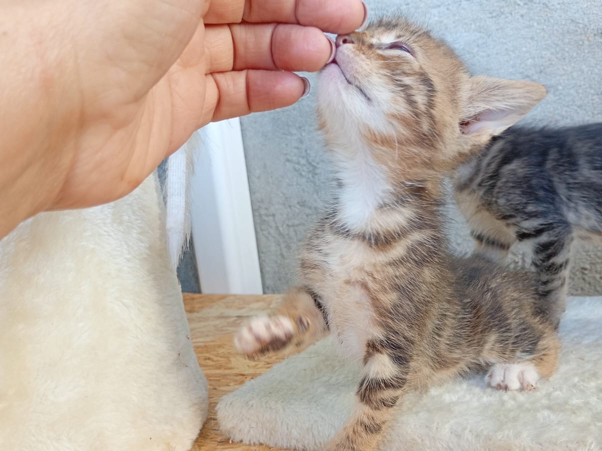 Adotta un gatto, maschio, 1 mese, Bergamo