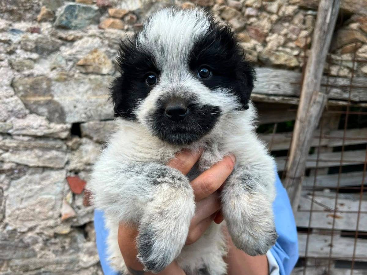 Adozione cane, femmina, Razza sconosciuta Razza sconosciuta, 2 mesi, taglia grande, Catanzaro