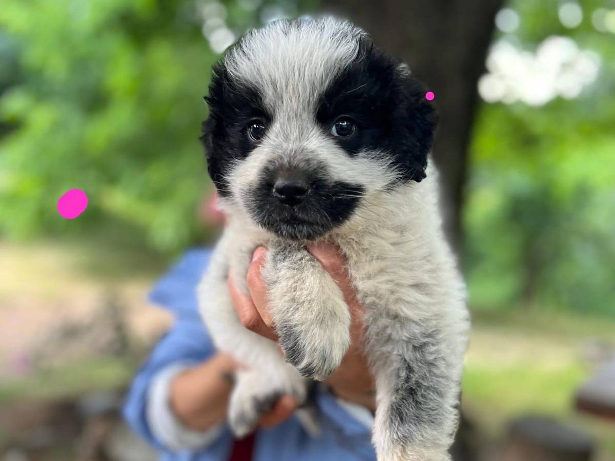 Adotta un cane, femmina, 2 mesi, Catanzaro