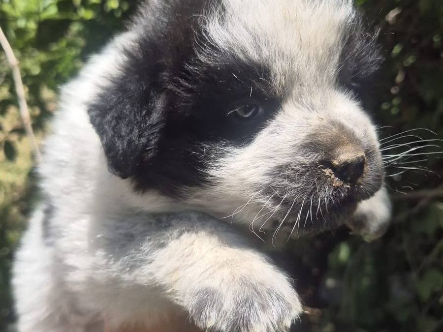 Vuoi adottare un cane a Catanzaro?