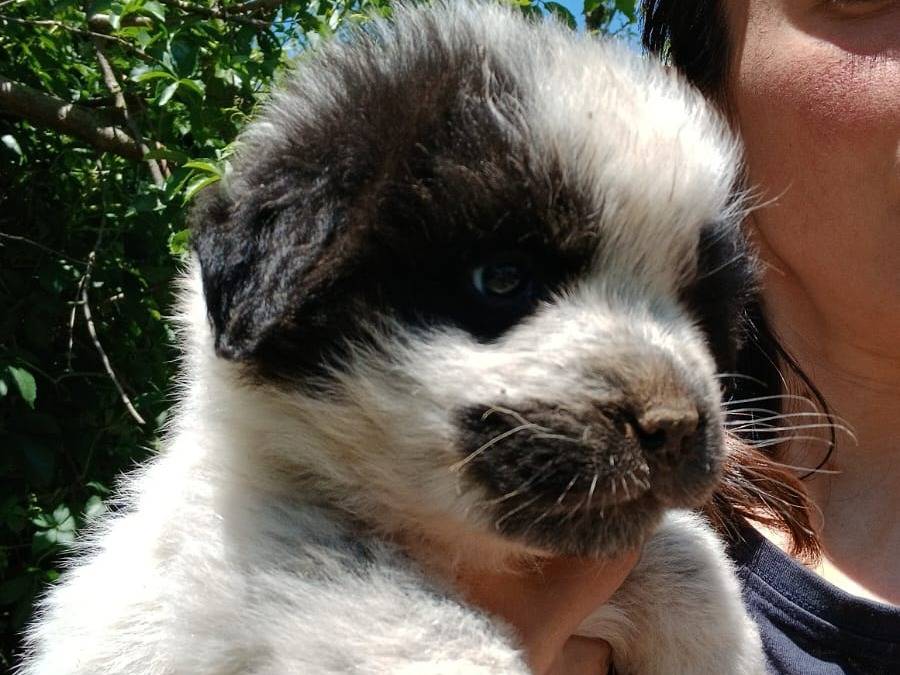 Adotta il cane SVEVA a Catanzaro
