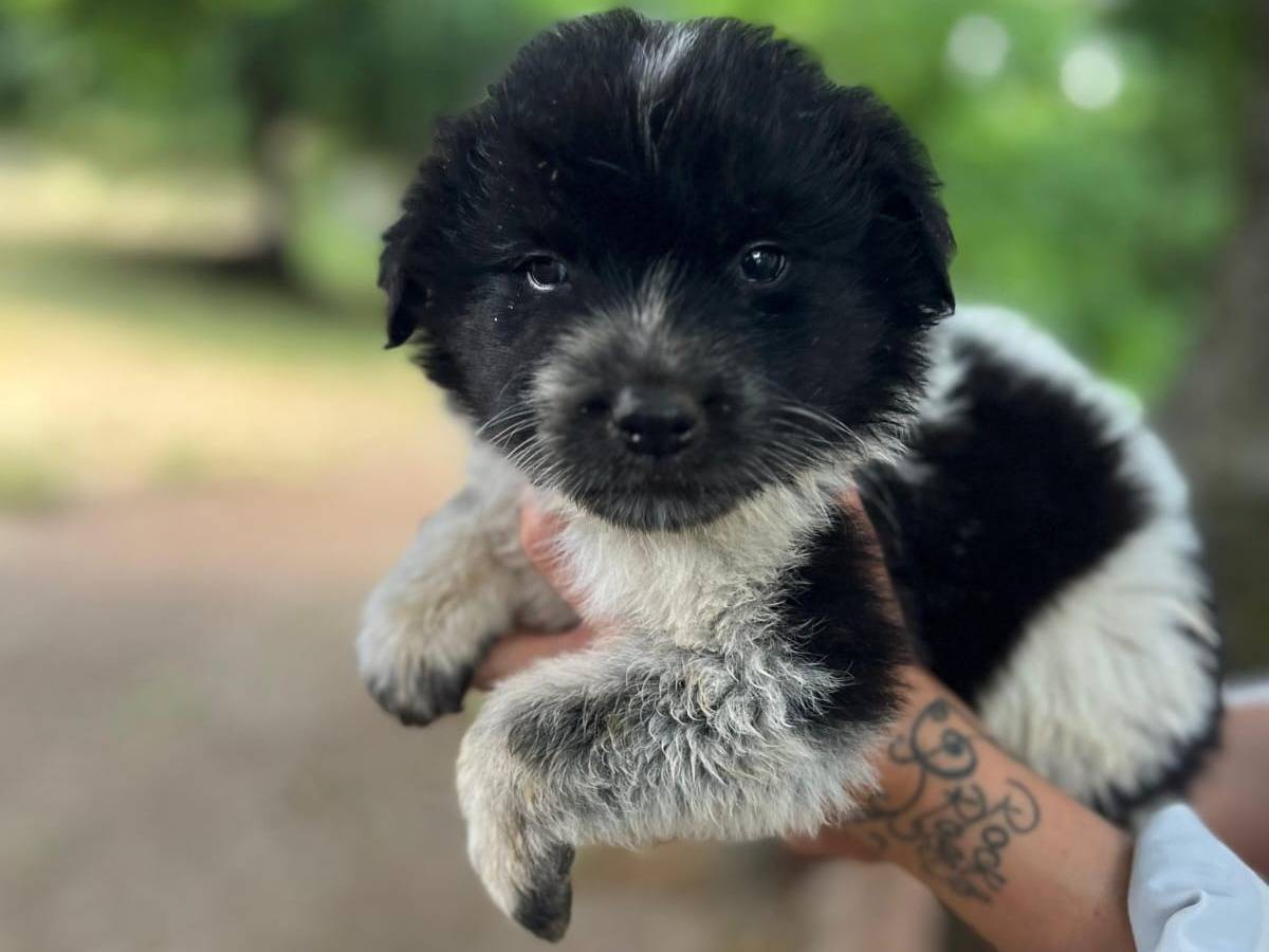 Adotta un cane, taglia grande, femmina, Catanzaro