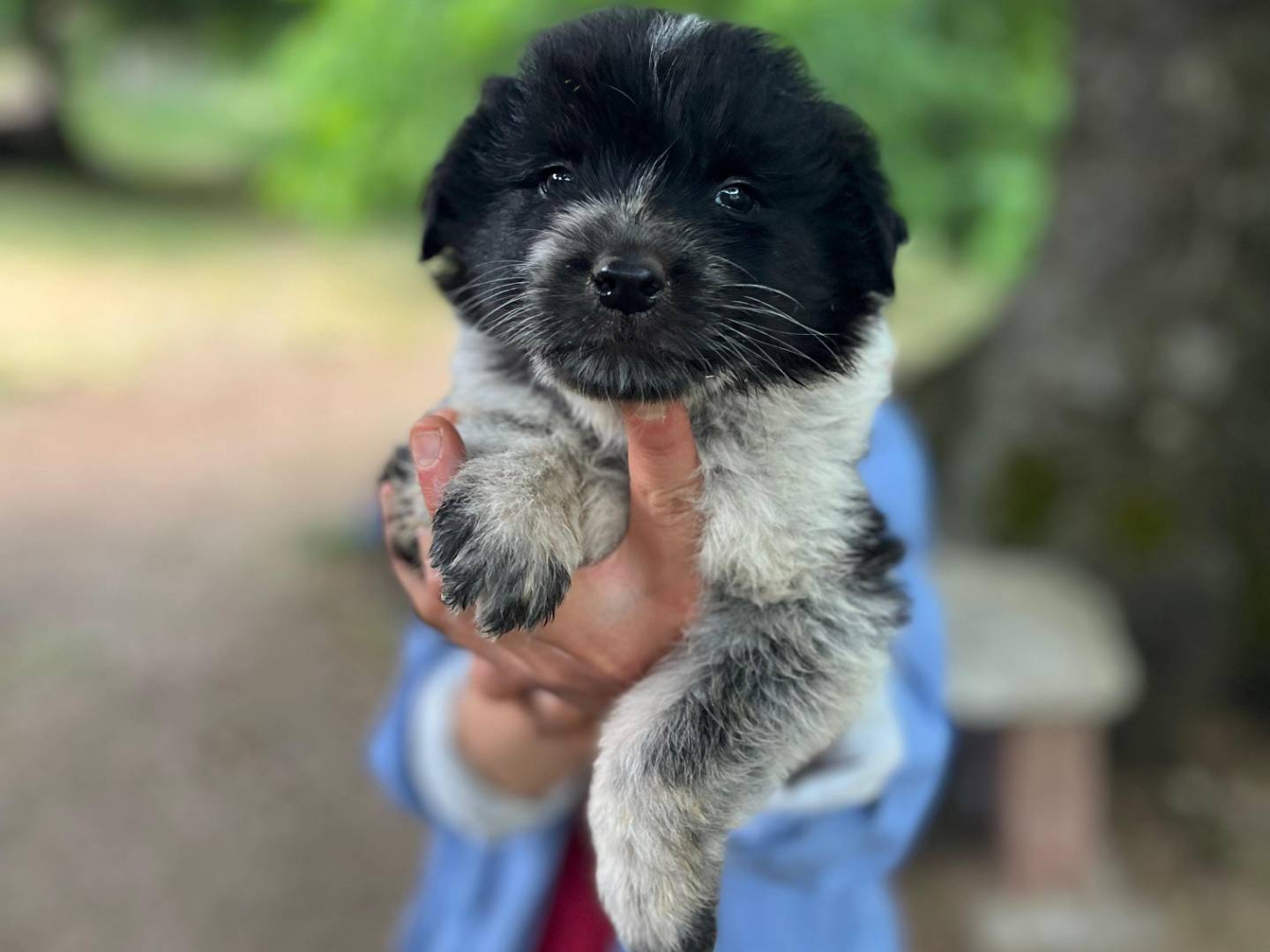 Vuoi adottare un cane a Catanzaro?