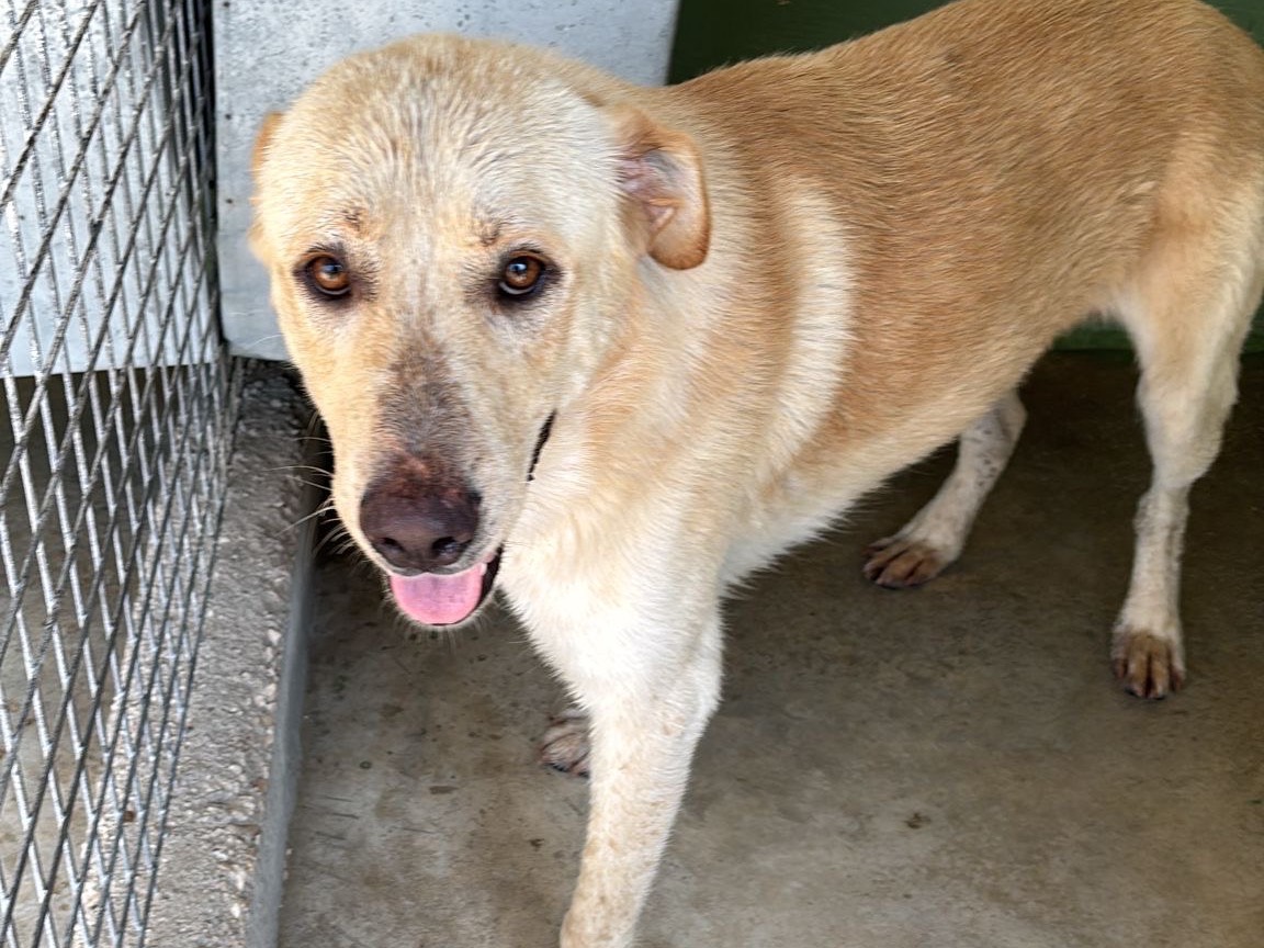 Adotta un cane, maschio, 1 anno e 5 mesi, Napoli