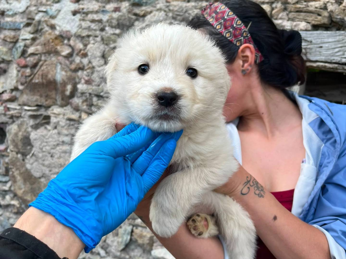 Adotta un cane, taglia grande, femmina, Catanzaro