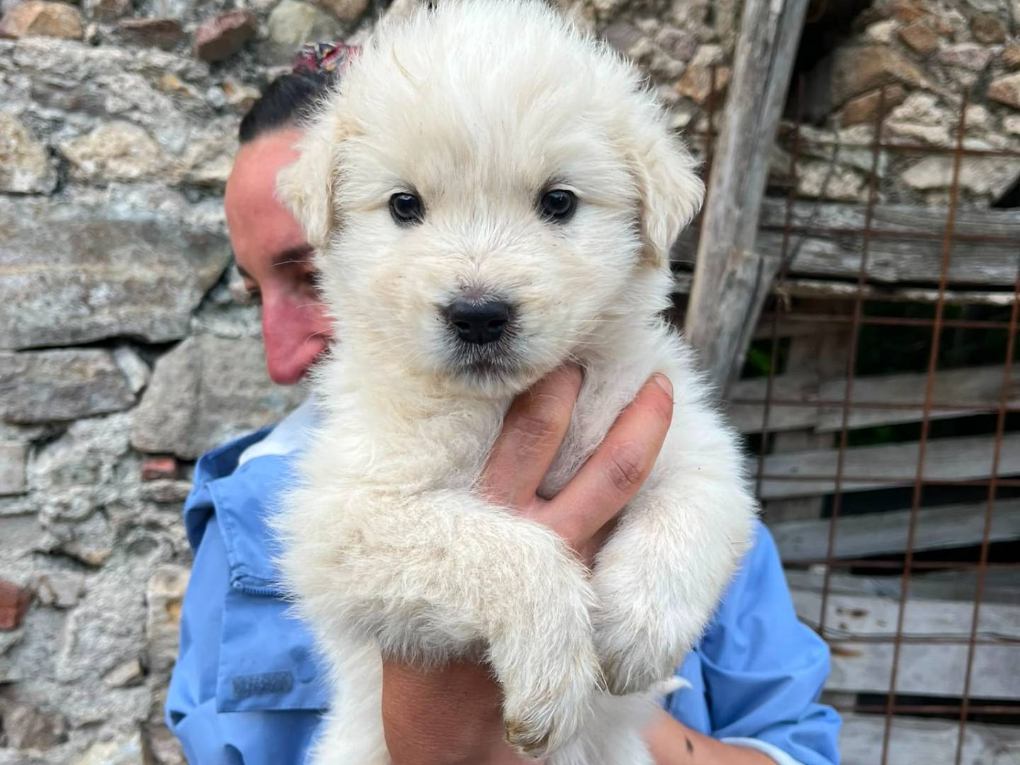 Vuoi adottare un cane a Catanzaro?
