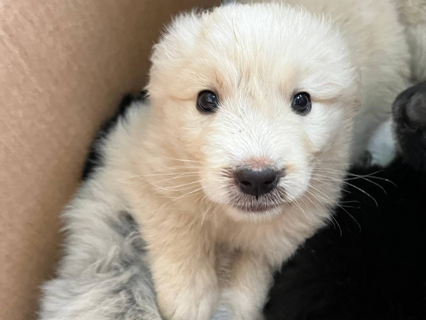 Adozione cane, femmina, Razza sconosciuta Razza sconosciuta, 2 mesi, taglia grande, Catanzaro