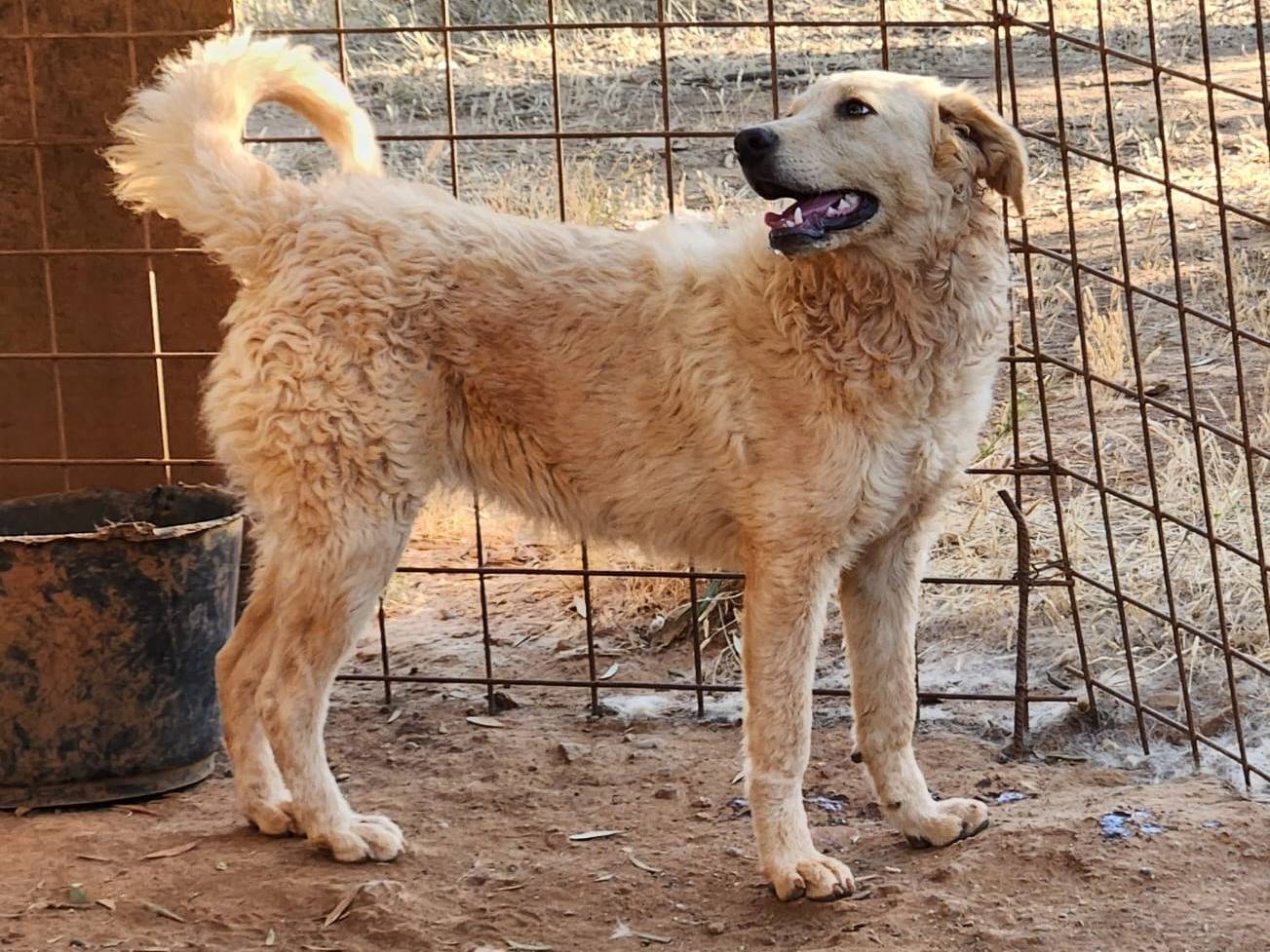 Adozione cane, femmina, Breton Pastore maremmano, 6 mesi, taglia media, Cosenza