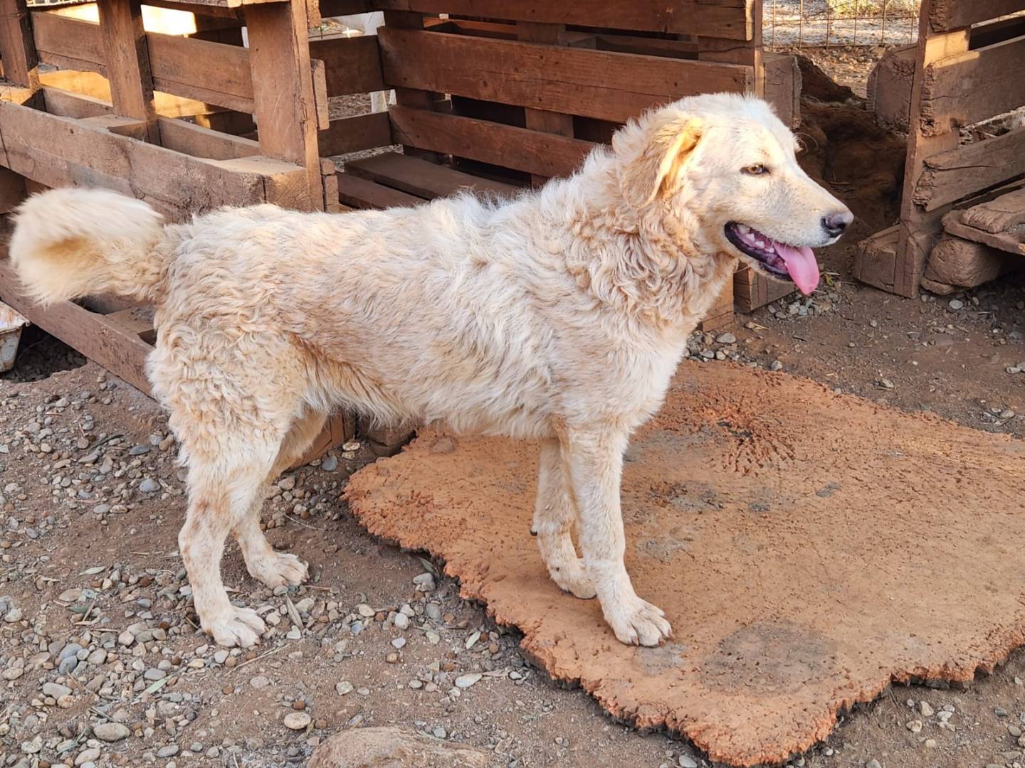 Adotta un cane, femmina, 6 mesi, Cosenza